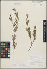 Foto von Salix repens subsp. incubacea (L.) A. Neumann